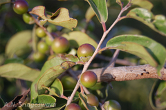 Diospyros chloroxylon
